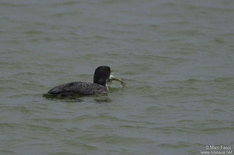 Common Loonsubadult, identification, feeding habits, Behaviour