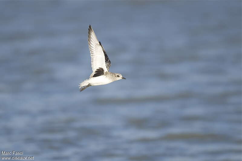 Grey Ploveradult, Flight