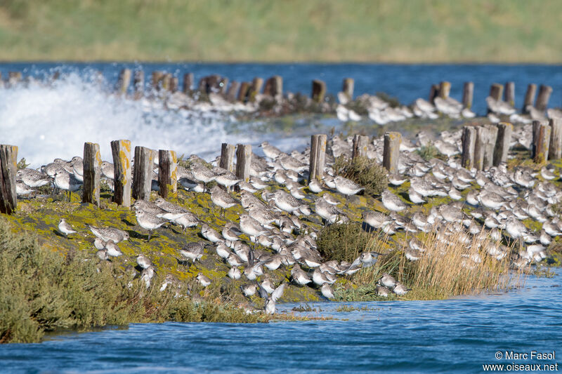 Grey Plover