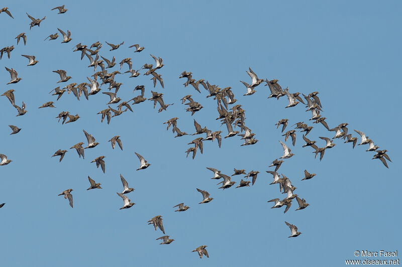 European Golden Plover, Flight