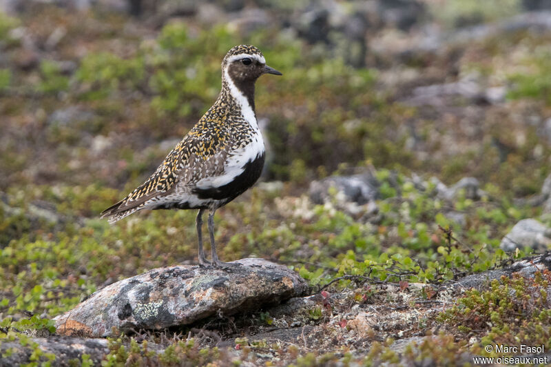 European Golden Plover male adult breeding, identification