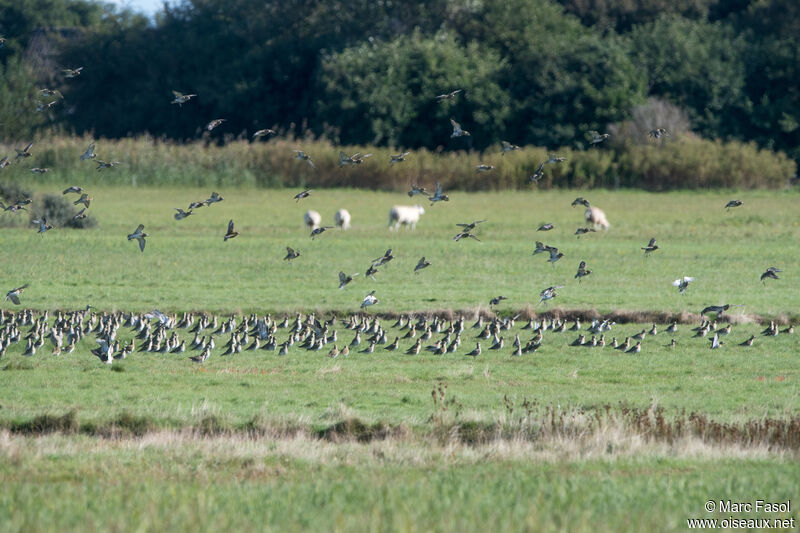 European Golden Plover