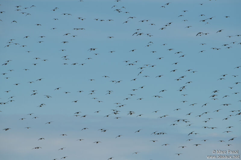 European Golden Plover, Flight