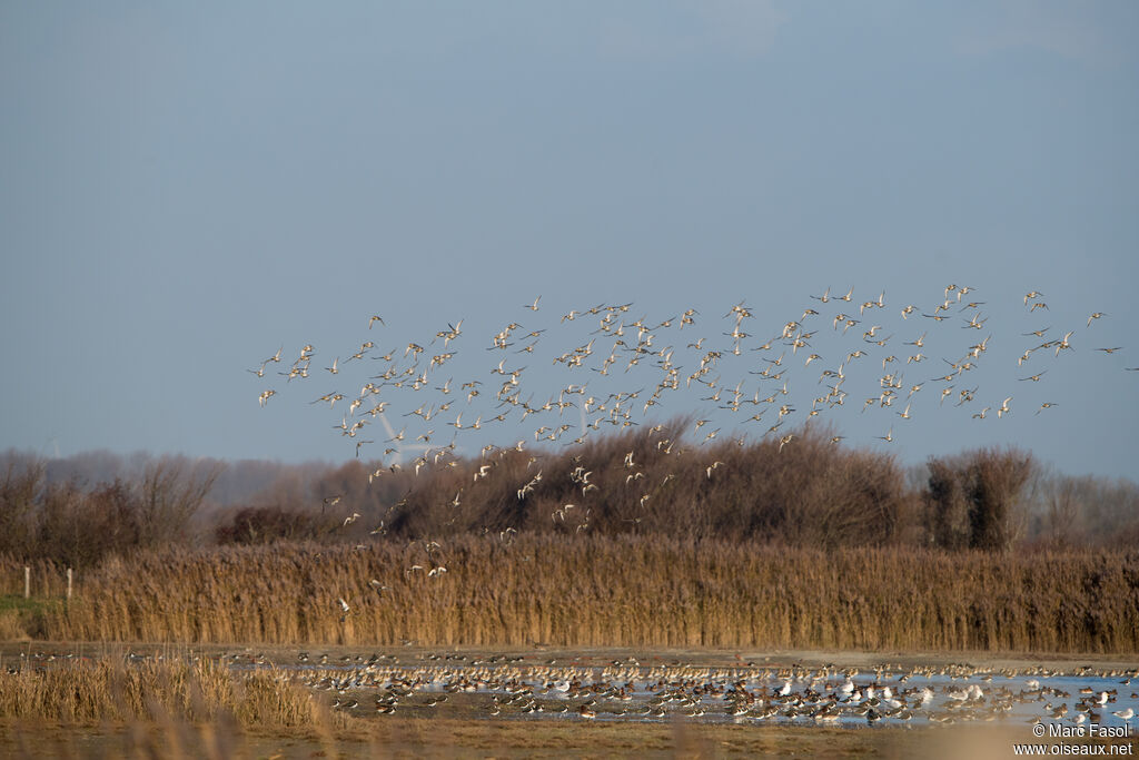 European Golden Plover