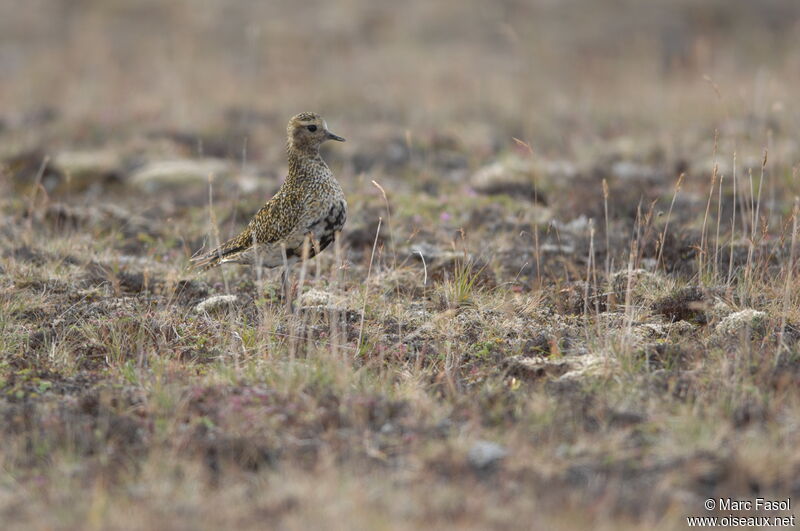 European Golden Plover female, identification