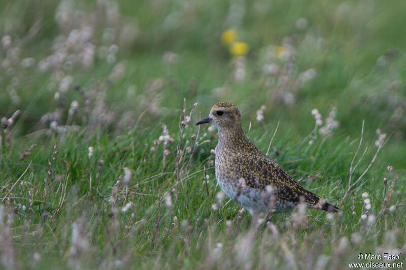 European Golden Ploveradult post breeding, identification, walking