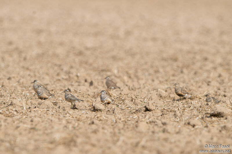 Eurasian Dotterel, moulting, camouflage