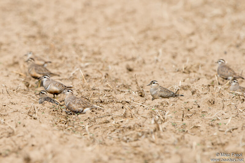 Pluvier guignard, mue, camouflage