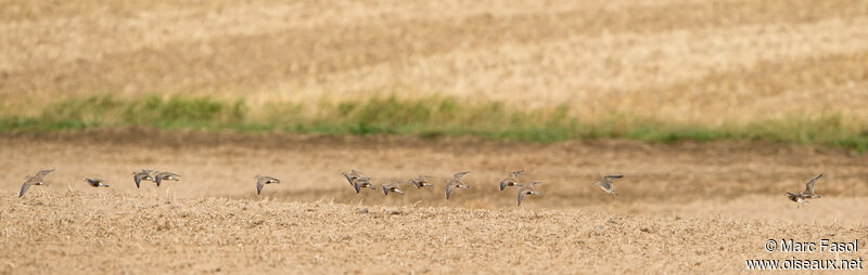 Eurasian Dotterel, Flight