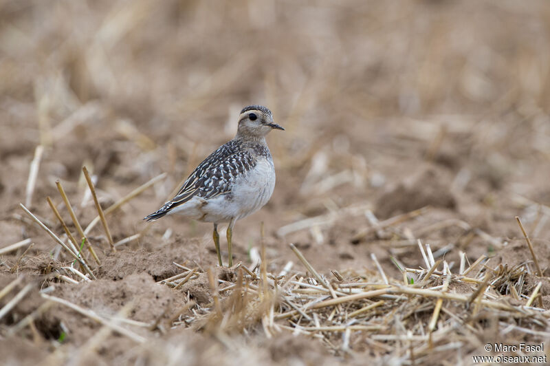 Eurasian Dottereljuvenile, identification