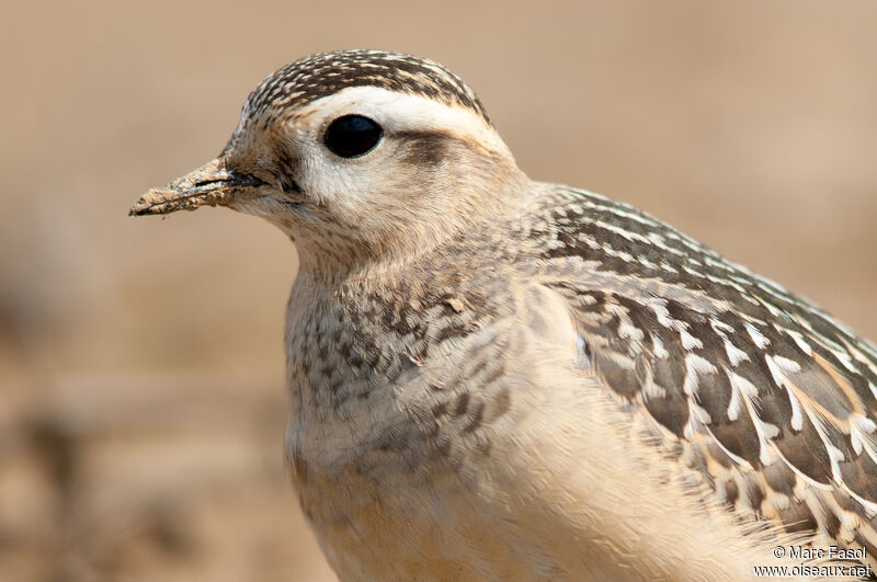 Eurasian DotterelFirst year, identification, close-up portrait