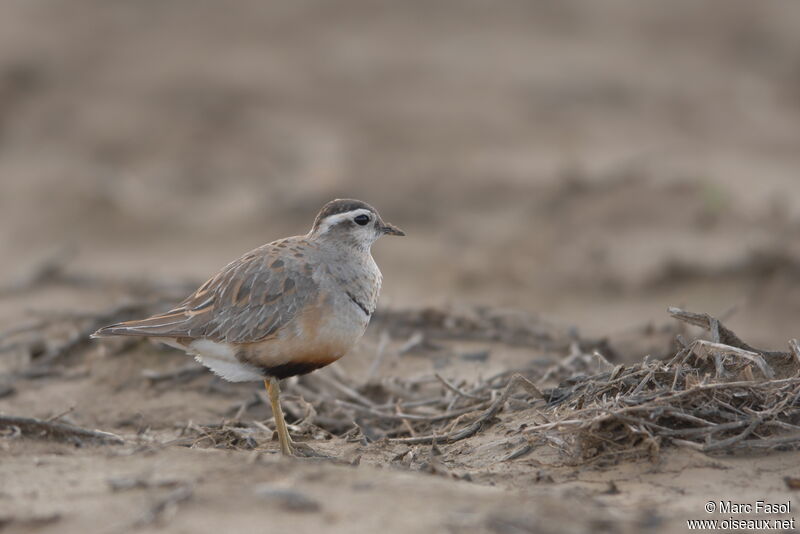 Eurasian Dottereladult post breeding, identification