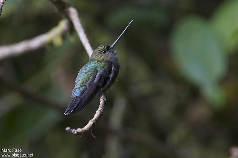 Porte-lance de Louiseadulte, identification