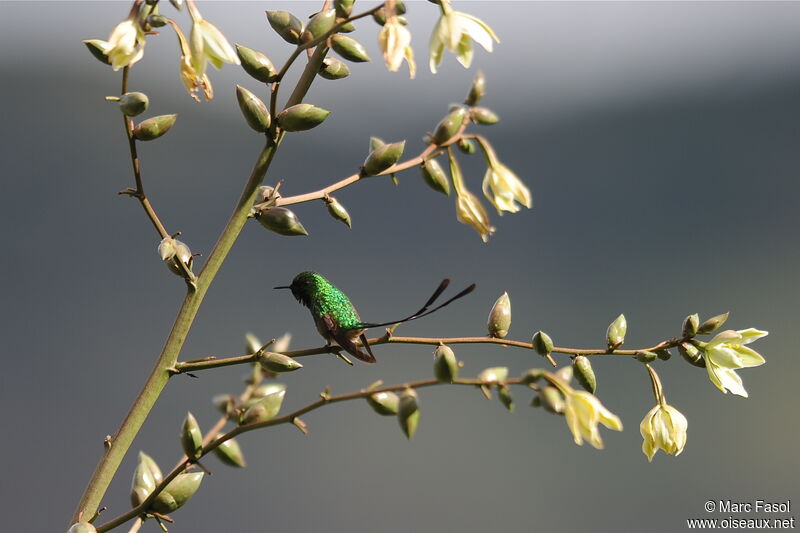 Black-tailed Trainbearer male adult, identification