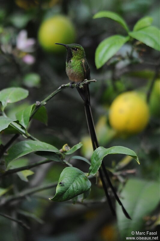 Black-tailed Trainbearer male adult, identification