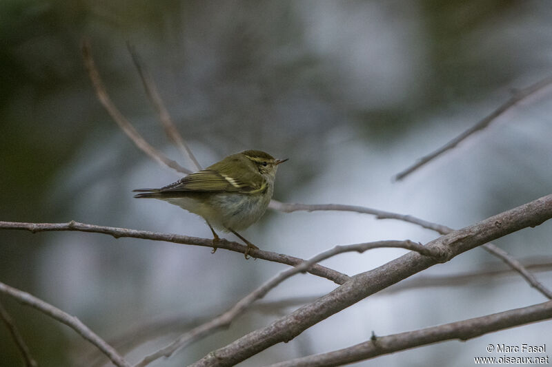 Pouillot à grands sourcilsadulte, identification