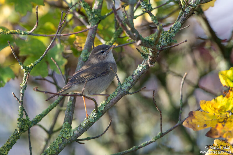 Pouillot brun, identification