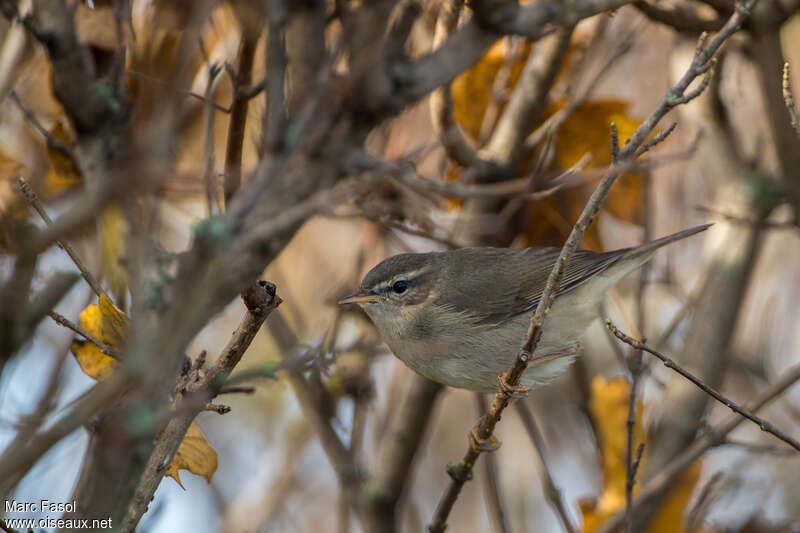 Dusky Warbler, identification, pigmentation, Behaviour