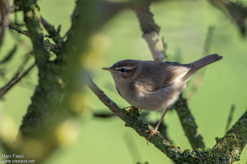 Dusky Warbler, identification, Behaviour