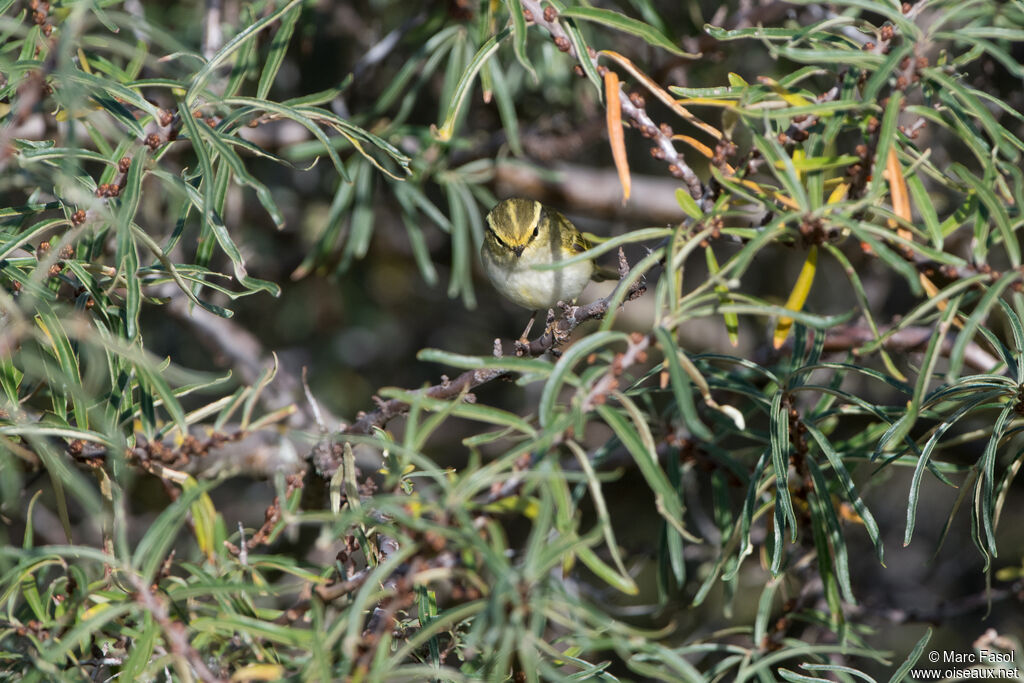 Pouillot de Pallasadulte, identification