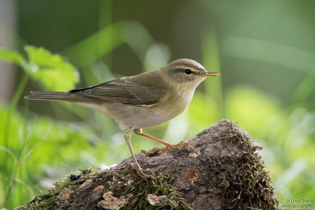 Pouillot fitisadulte, identification