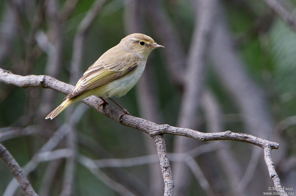 Pouillot orientaladulte, identification