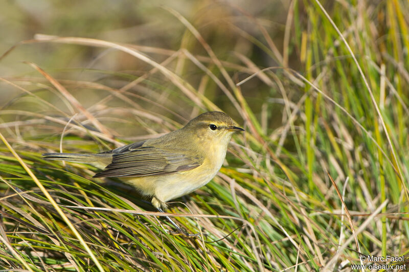 Pouillot véloceadulte