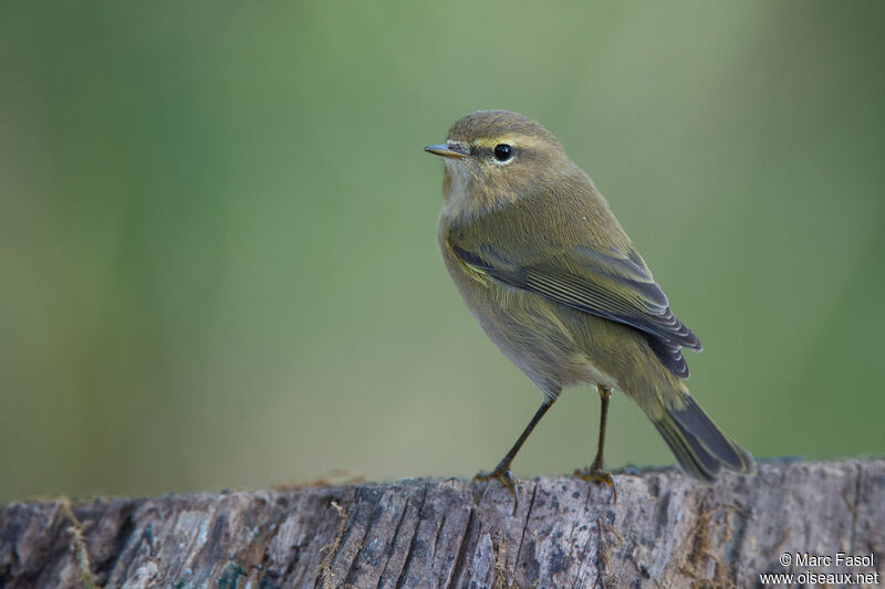 Common Chiffchaffadult post breeding, identification