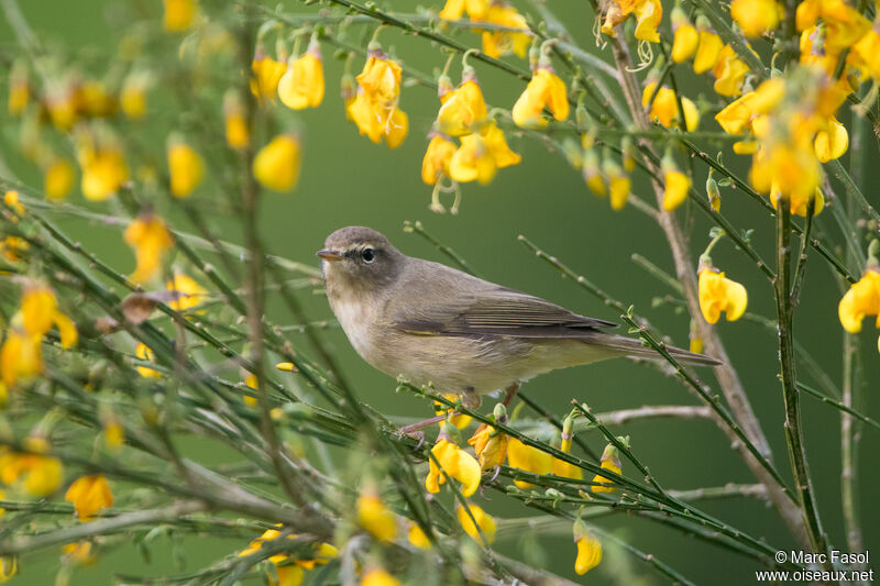 Pouillot véloceadulte, identification