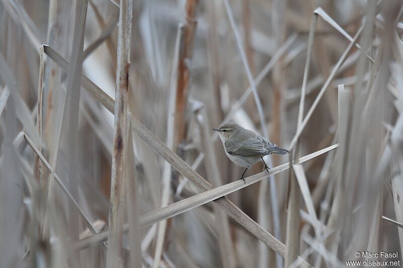 Common Chiffchaffadult post breeding, identification