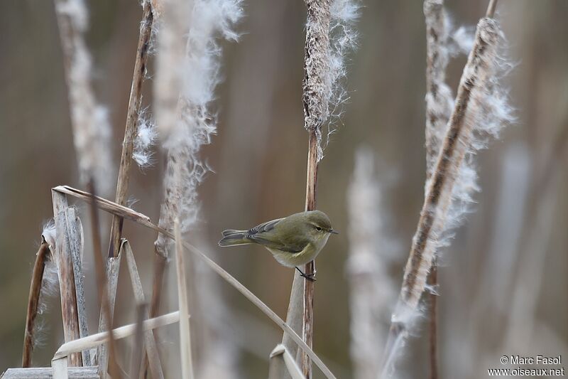 Common Chiffchaffadult post breeding, identification, Behaviour