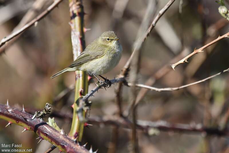 Common Chiffchaffadult breeding, identification