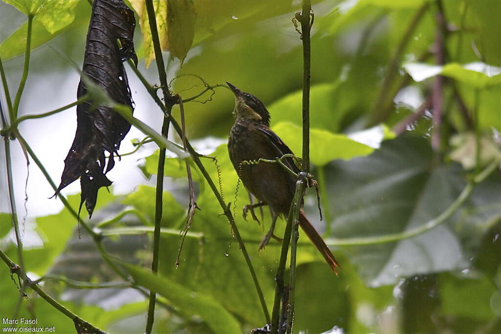 Pseudocolapte chamois