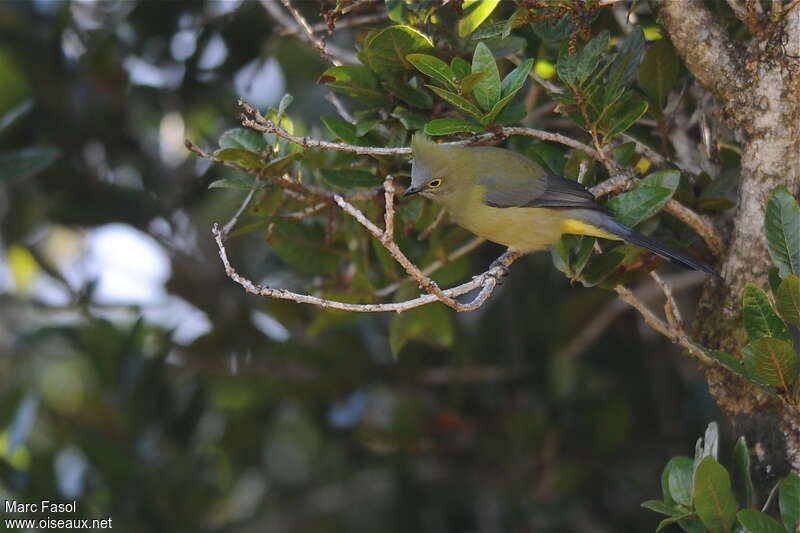 Long-tailed Silky-flycatcher female adult, identification