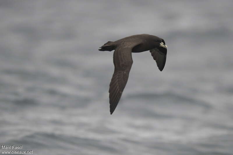 White-chinned Petreladult, Flight