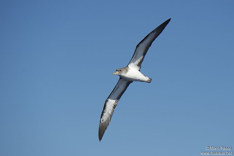 Puffin boréaladulte, Vol