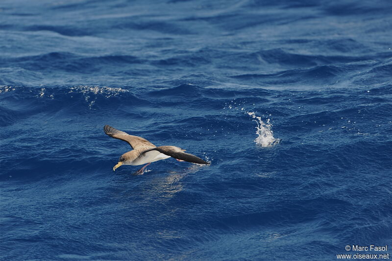 Cory's Shearwateradult, Flight