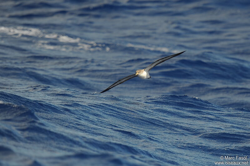 Cory's Shearwater, identification, Flight, Behaviour