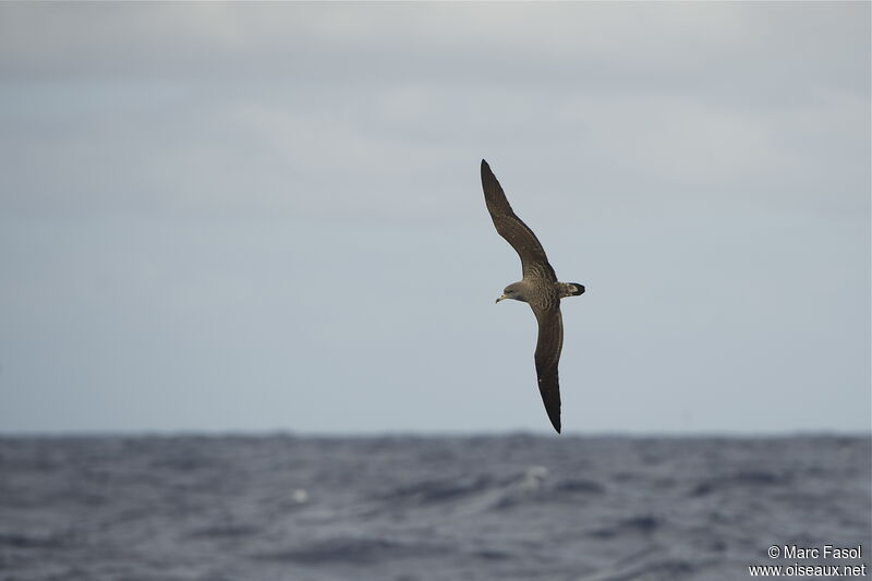 Puffin boréaladulte nuptial, Vol