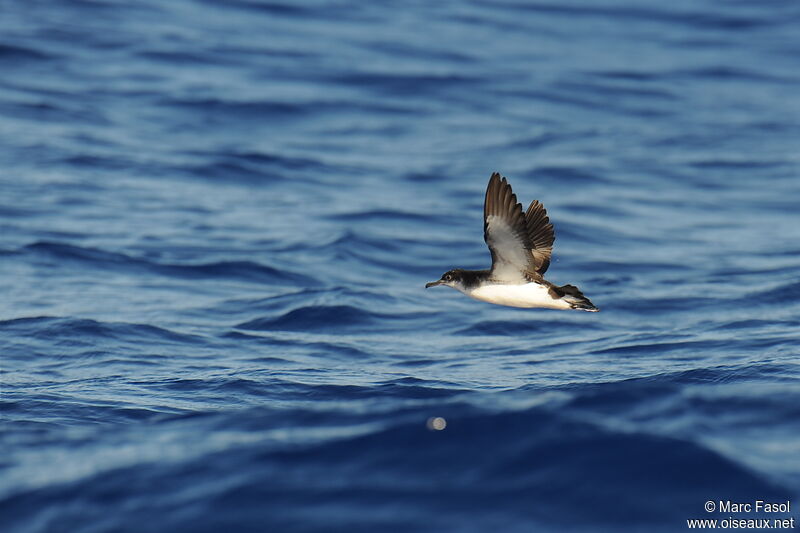 Manx Shearwateradult, Flight