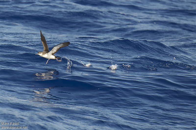 Manx Shearwateradult, pigmentation, Flight, Behaviour