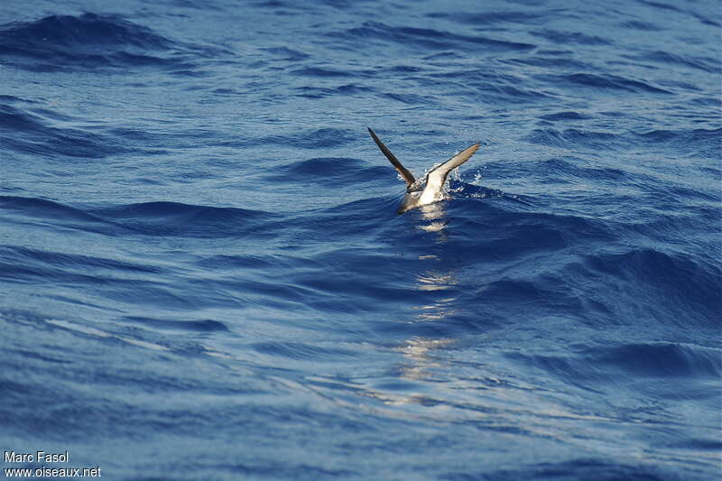 Manx Shearwateradult breeding, Flight, fishing/hunting, Behaviour