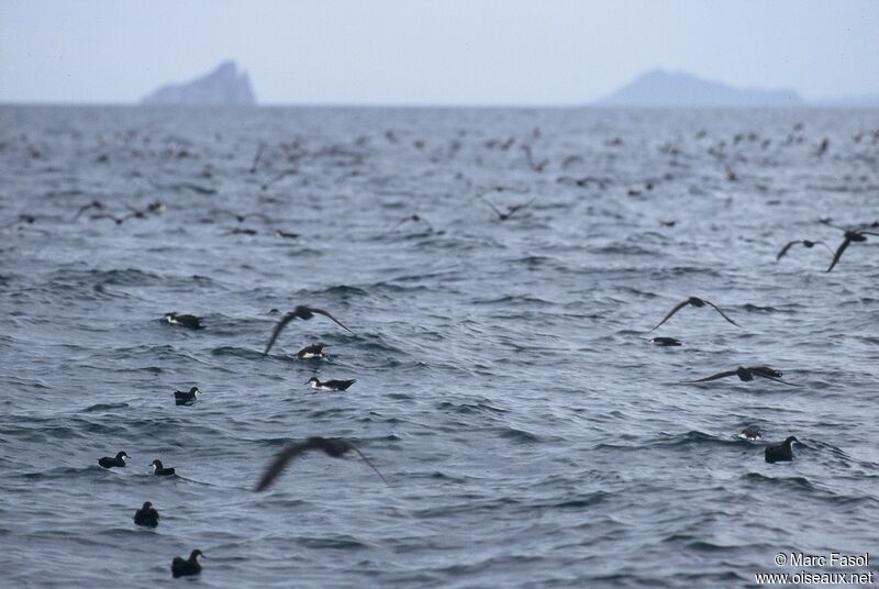 Galapagos Shearwateradult, identification, Behaviour