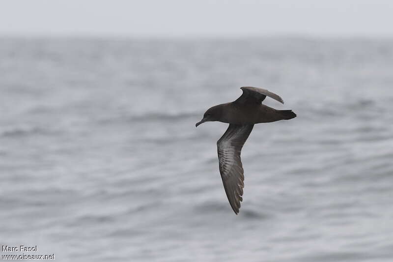 Sooty Shearwateradult, pigmentation, Flight