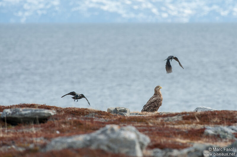 White-tailed Eagleadult