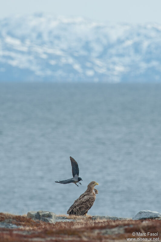 White-tailed Eagleadult, habitat