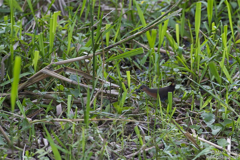 Rufous-sided Crakeadult, identification