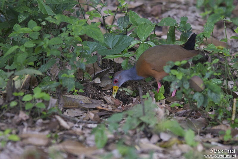 Râle de Cayenneadulte, identification, régime