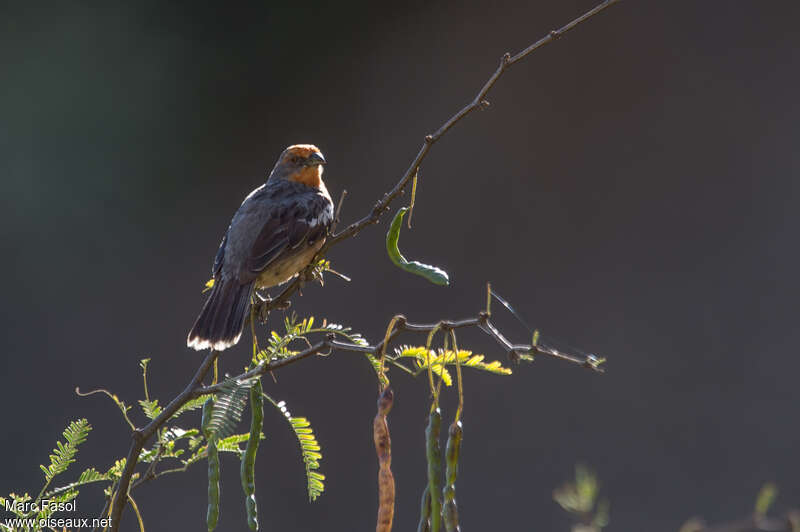 Rara du Paraguay mâle adulte, identification