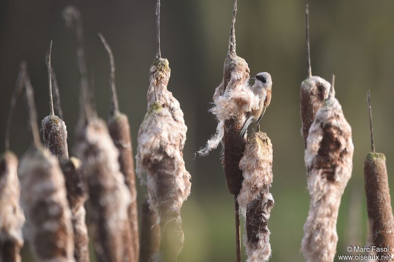 Eurasian Penduline Tit male adult post breeding, identification, feeding habits, Behaviour